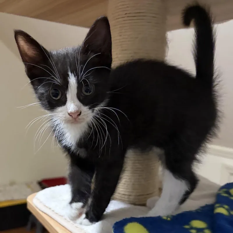 A baby small-sized male Domestic Short Hair cat named Carrot Cake for adoption in Cumming, GA