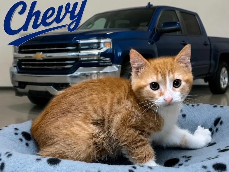 A baby small-sized male Domestic Short Hair cat named Chevy for adoption in Washington Court House, OH
