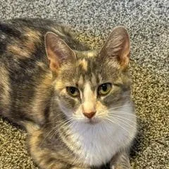A young medium-sized female Calico Domestic Short Hair cat named Firecraker for adoption in Madison, WI