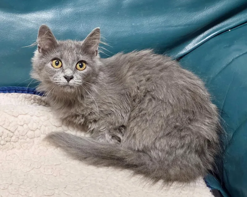 A baby medium-sized female Gray / Blue / Silver Domestic Medium Hair cat named Presley for adoption in Cincinnati, OH