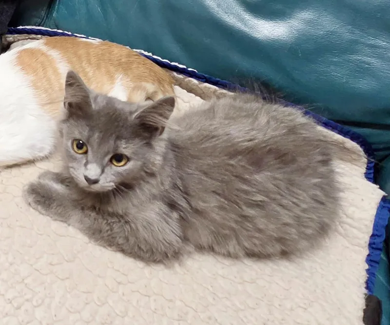 Presley thumbnail 2
