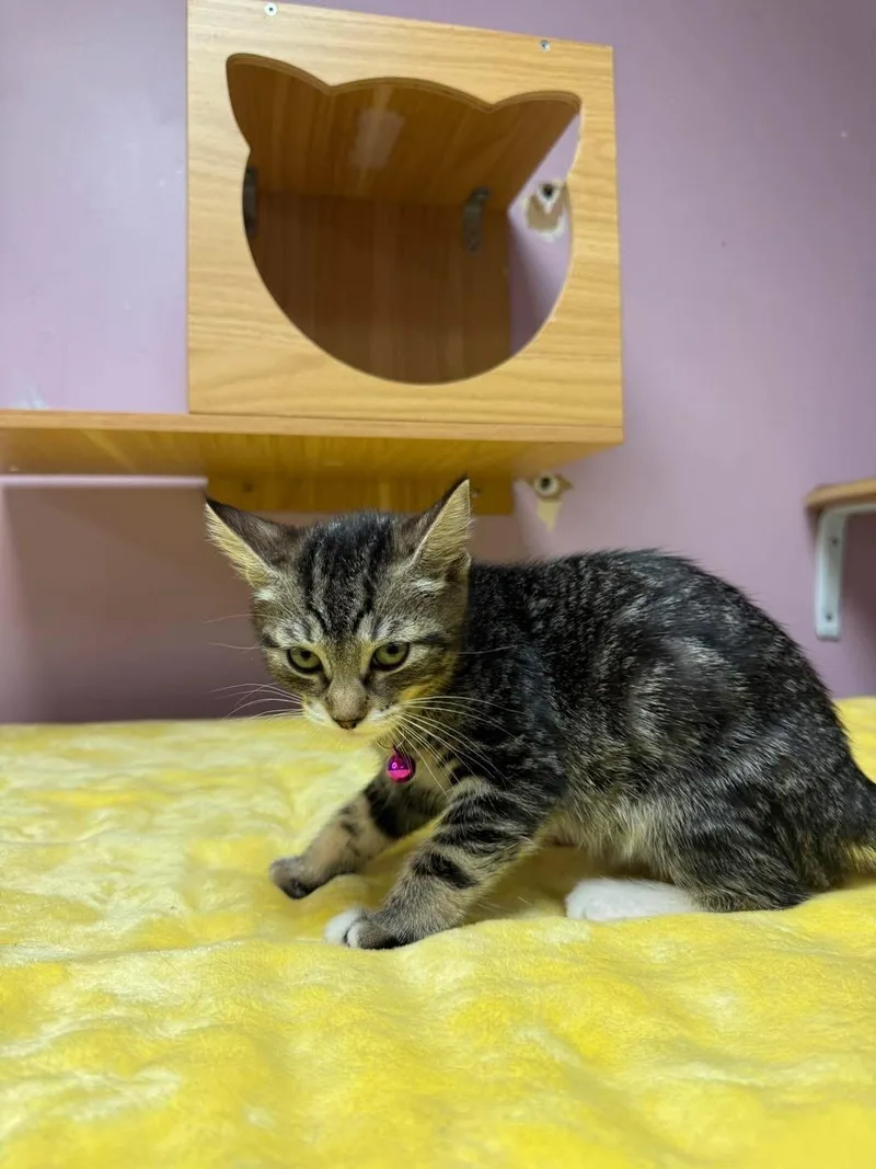 A young small-sized female Tabby (Buff / Tan / Fawn) Domestic Short Hair cat named Valentina for adoption in Freeport, NY