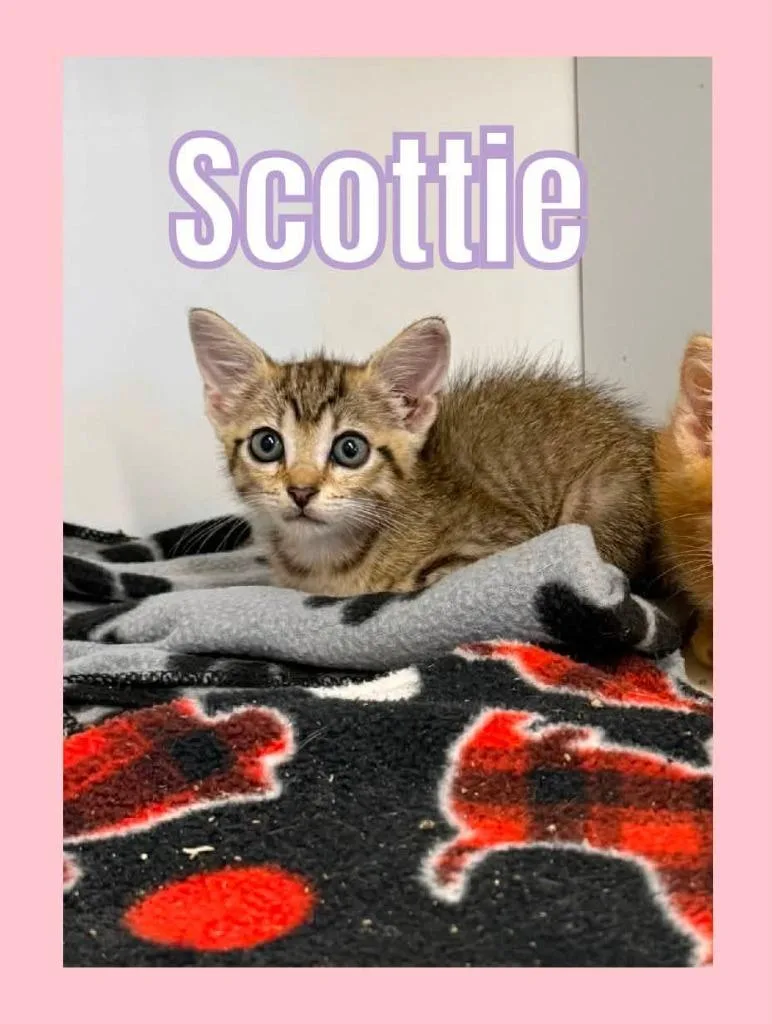 A baby small-sized female Domestic Short Hair cat named Scottie for adoption in Bossier City, LA