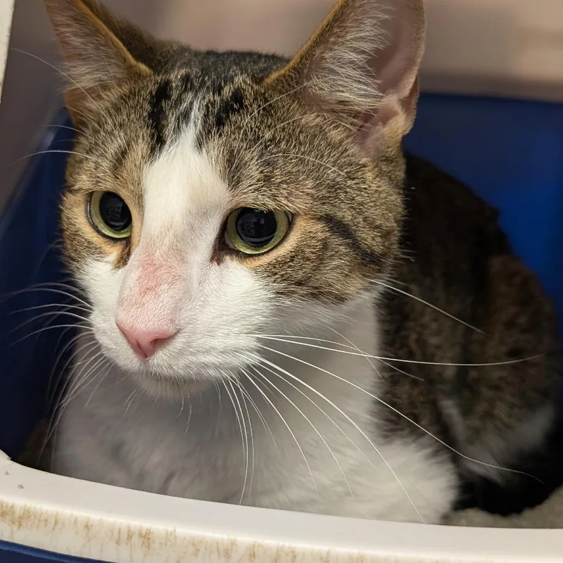 An adult medium-sized male Brown / Chocolate Domestic Short Hair cat named Baja Blast for adoption in Downers Grove, IL