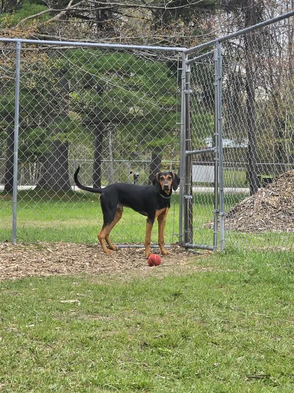 A young medium-sized male Black/Brown Mixed Breed dog named Bear for adoption in Standish, MI