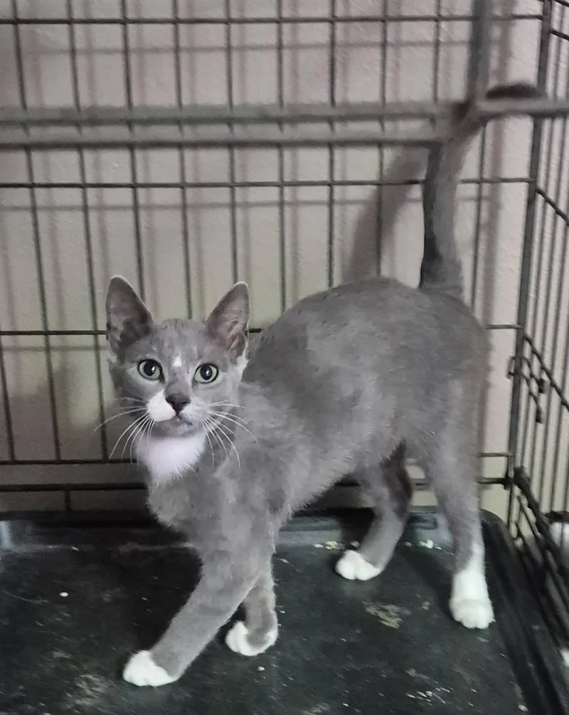 A baby medium-sized female Gray & White Domestic Short Hair cat named Cher for adoption in Lauderhill, FL