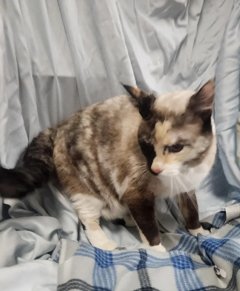 An adult medium-sized female Domestic Short Hair cat named Penelope for adoption in Lexington, TN
