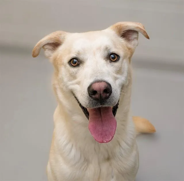A young large-sized male Labrador Retriever dog named Chuck for adoption in Cookeville, TN