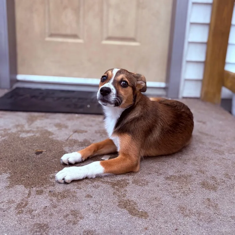 A baby medium-sized female Collie dog named Beanie Baby for adoption in Fenton, MI