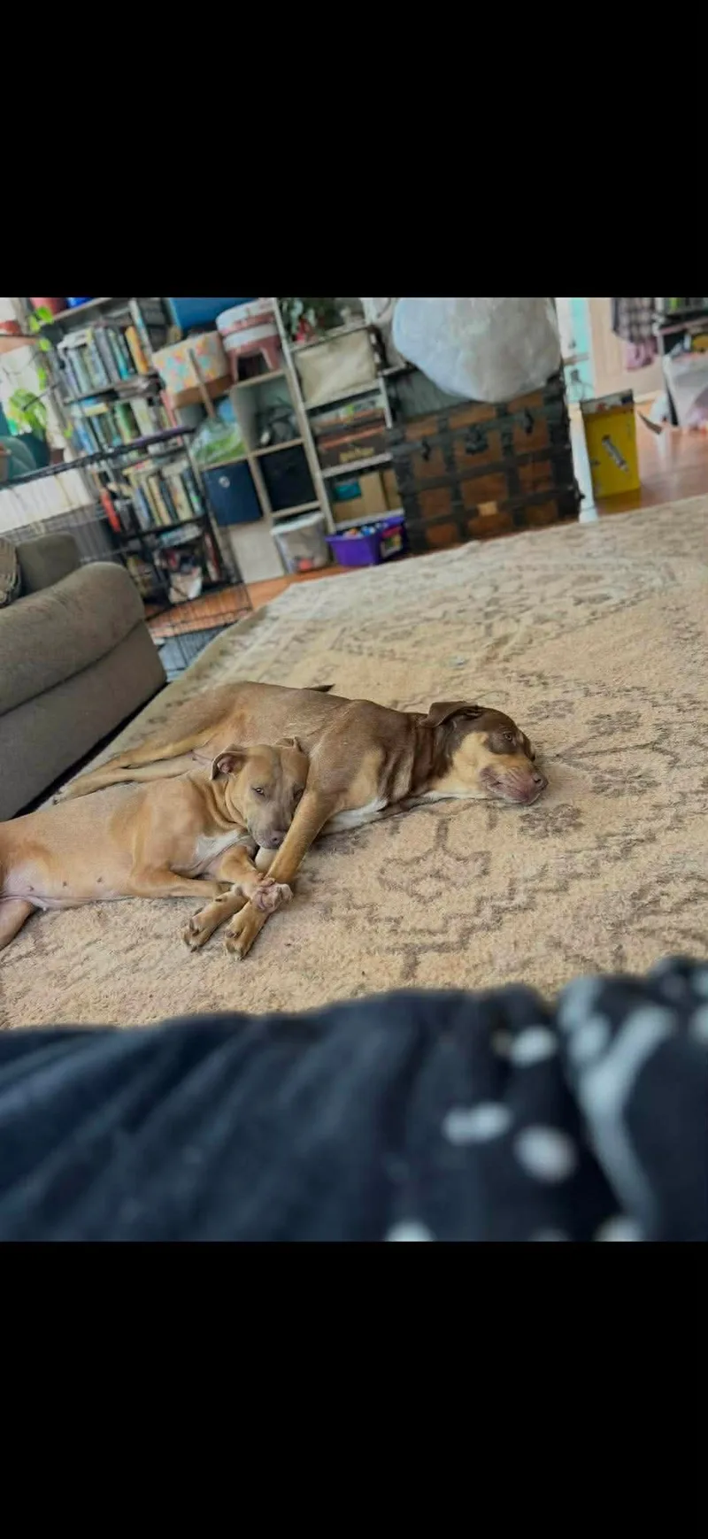 An unknown large-sized female Beige American Bulldog dog named Addy & Stark for adoption
