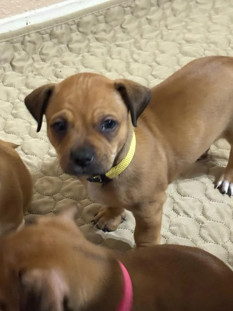 A baby small-sized female Terrier dog named Sun  Rumor for adoption in Lakeland, FL