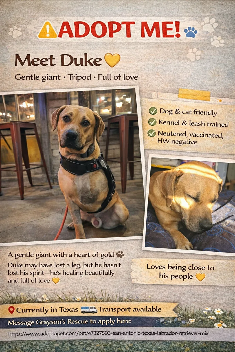 An adult large-sized unknown Labrador Retriever dog named Duke for adoption in San Antonio, TX