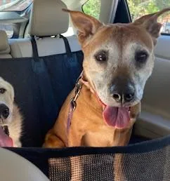 A senior large-sized female Brown / Chocolate Mixed Breed dog named Olive for adoption in Kansas City, MO