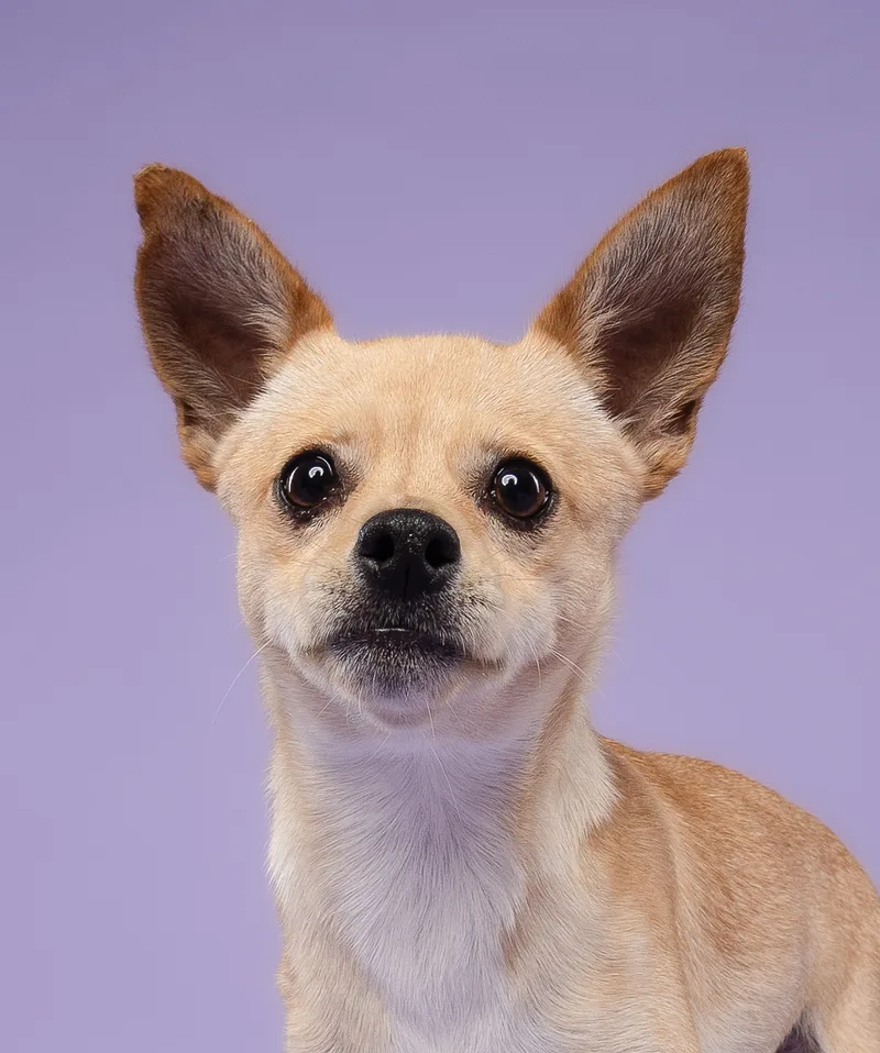 A young small-sized male Golden Chihuahua dog named Cortadito for adoption in Miramar, FL
