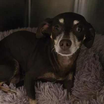 An adult small-sized female Chihuahua dog named Lilly for adoption in Gastonia, NC