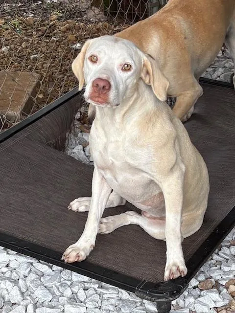 An adult medium-sized female Yellow / Tan / Blond / Fawn Labrador Retriever dog named Blondie for adoption in Cairo, GA