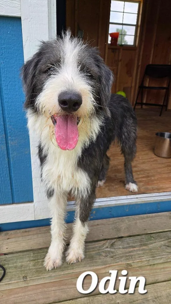 A young large-sized male Bearded Collie dog named Odin Yrly for adoption in Sidney, OH