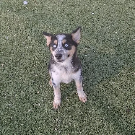 A baby small-sized male Yellow / Tan / Blond / Fawn Husky dog named Cody for adoption in Hannibal, MO