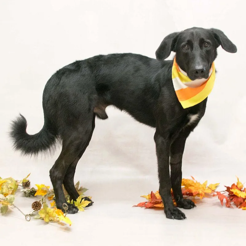 An adult large-sized male Labrador Retriever dog named Owen for adoption in Sanford, FL