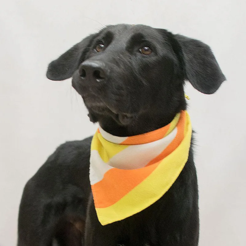 Owen thumbnail 3