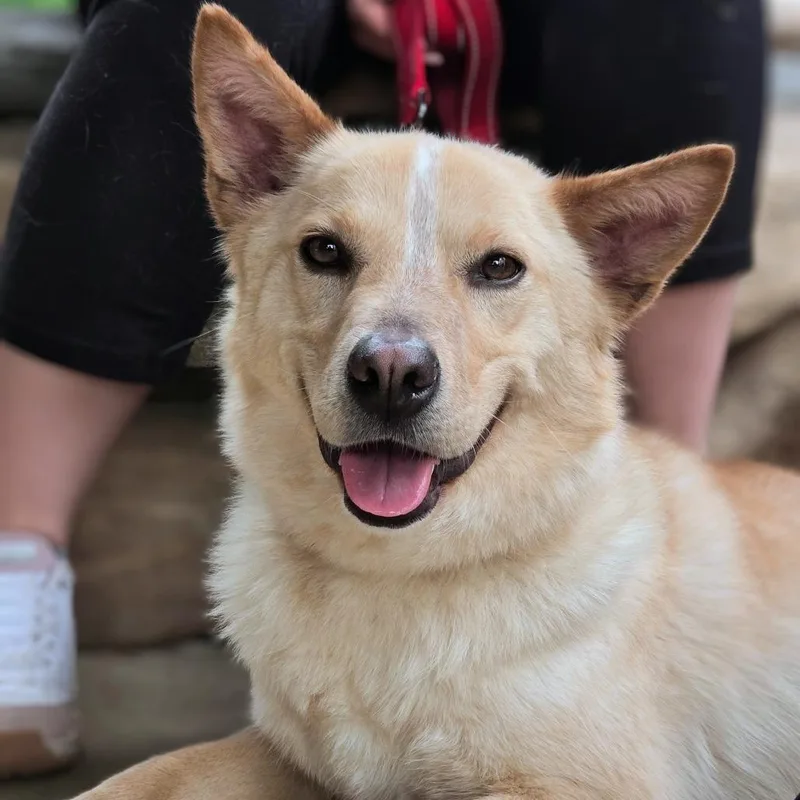 An adult medium-sized male Yellow / Tan / Blond / Fawn Cattle Dog dog named Frankie for adoption in Shelby, NC