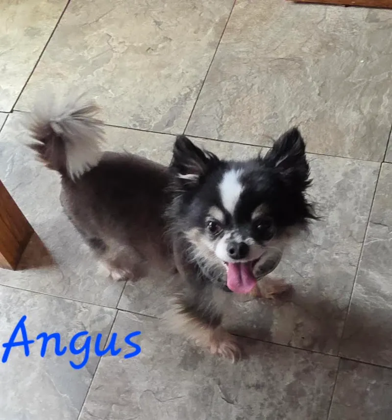 An adult small-sized male tri Chihuahua dog named Angus for adoption
