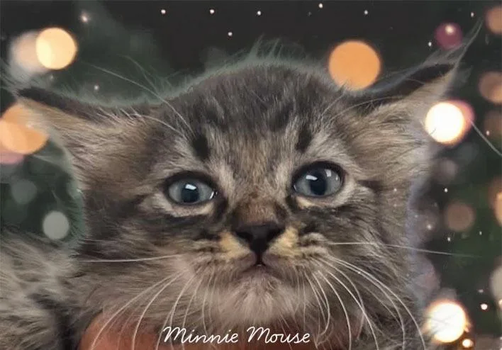 A baby small-sized female Domestic Medium Hair cat named Minnie Mouse for adoption in Lavonia, GA