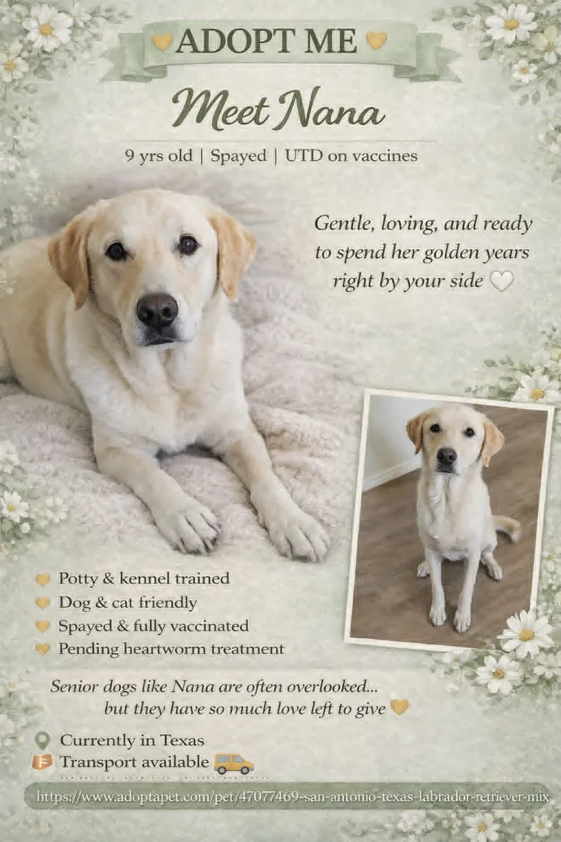 A senior large-sized female Cream Labrador Retriever dog named Nana for adoption