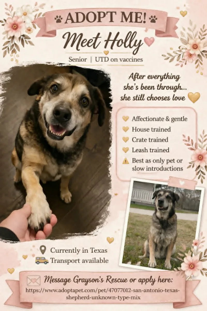 A senior large-sized female brown German Shepherd Dog dog named Holly for adoption
