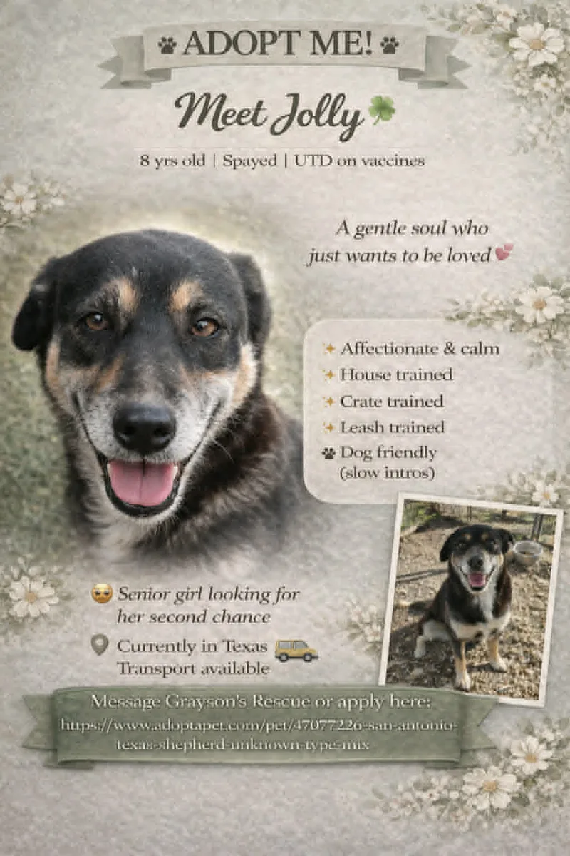 A senior large-sized female Black German Shepherd Dog dog named Jolly for adoption