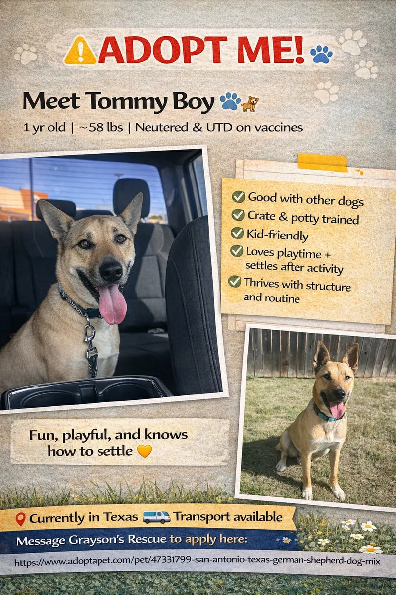 A young large-sized male tan German Shepherd Dog dog named Tommy for adoption