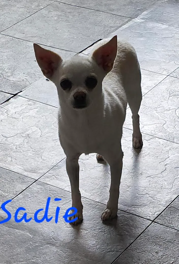 An adult unknown-sized female cream Chihuahua dog named Sadie for adoption