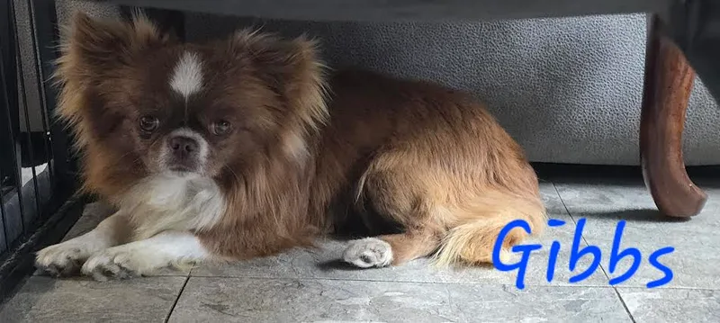 A young unknown-sized male chocoate Chihuahua dog named Gibbs for adoption