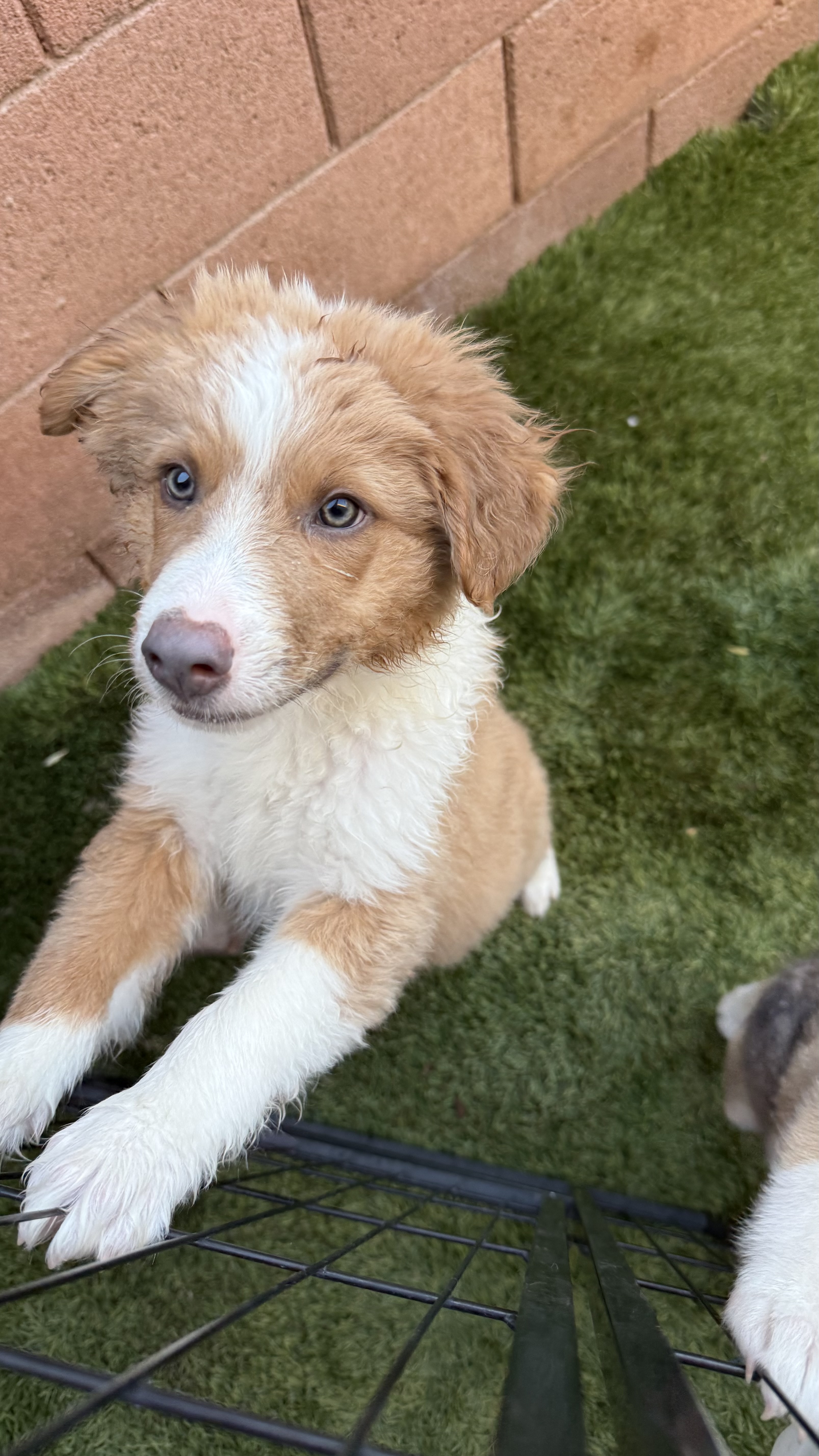 A baby small-sized male Apricot / Beige Australian Shepherd dog named Oliver for adoption in Scottsdale, AZ