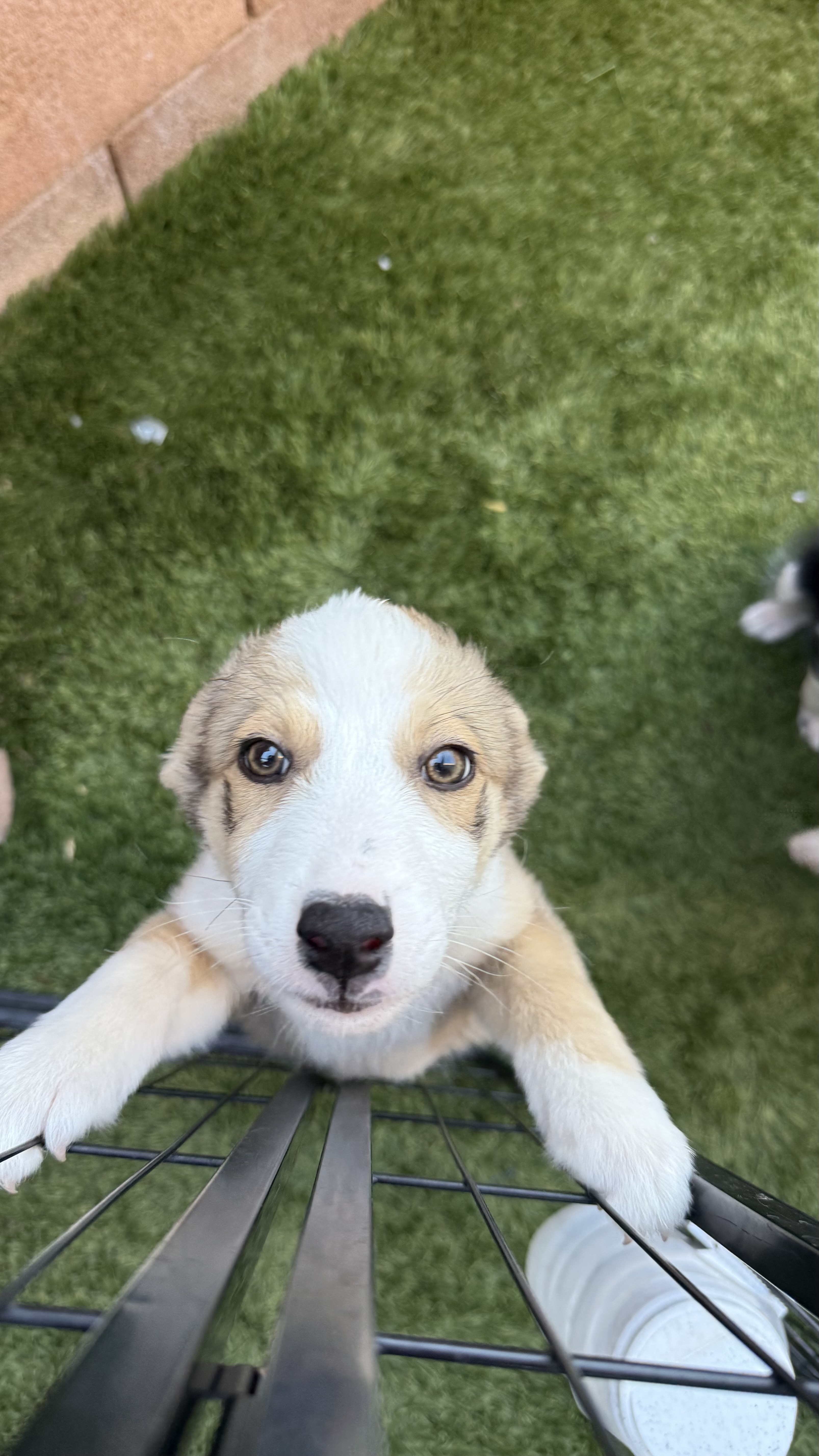 A baby small-sized female Apricot / Beige Australian Shepherd dog named Amelia for adoption in Scottsdale, AZ