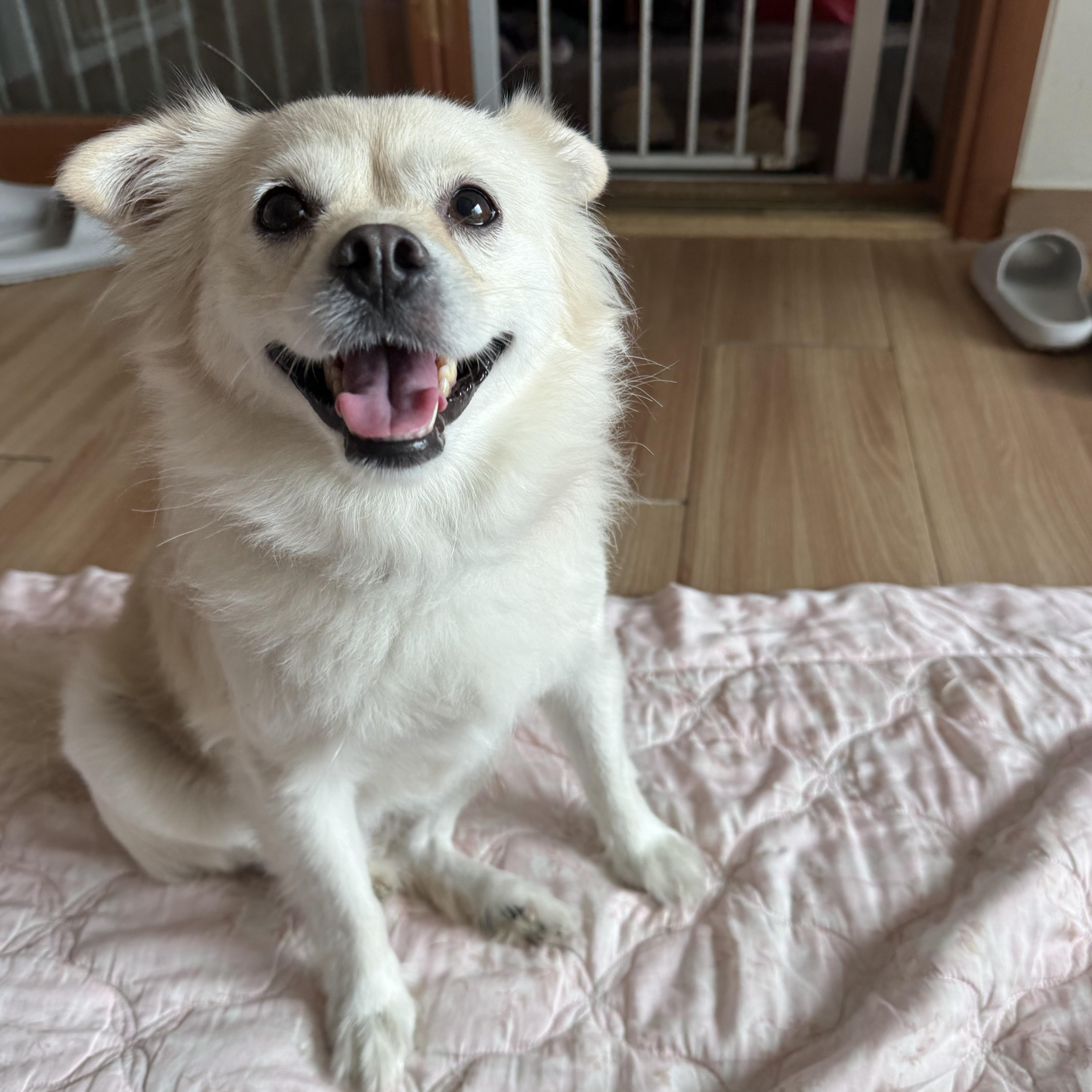 An adult small-sized female Spitz dog named Sooni for adoption in DANVERS, MA