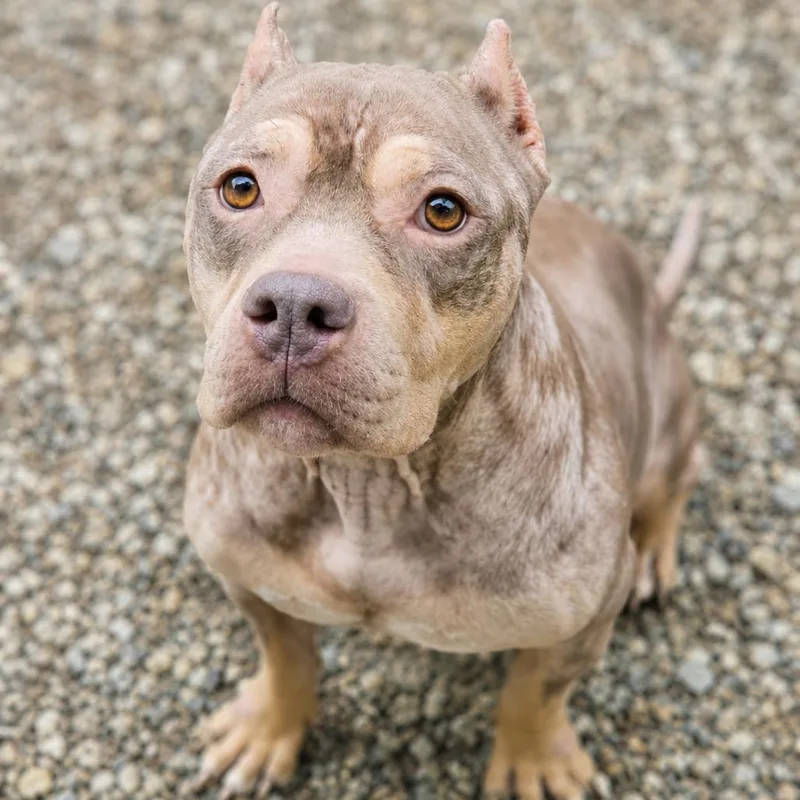 An adult medium-sized female Brown / Chocolate English Bulldog dog named Belle for adoption in Hopkinton, MA