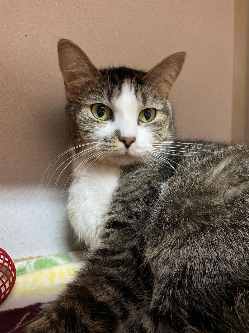An adult large-sized female Tabby (Buff / Tan / Fawn) Domestic Short Hair cat named Lucky for adoption in Peru, IN