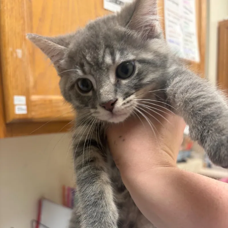 A baby small-sized male Gray / Blue / Silver Domestic Short Hair cat named Rocky for adoption in Pekin, IL