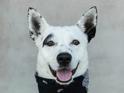 An adult medium-sized male Mixed Breed dog named Mack for adoption in Longmont, CO