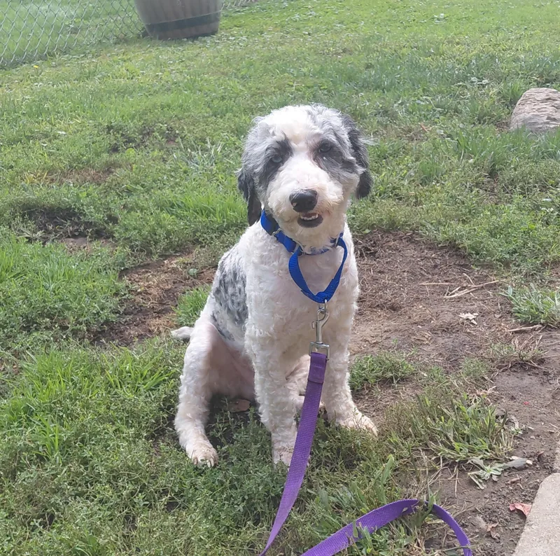 A young medium-sized male Poodle dog named Murphy for adoption