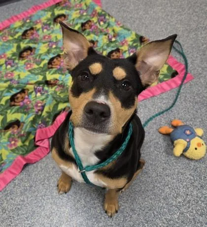 An adult small-sized female Fox Terrier dog named Dora for adoption in Westland, MI