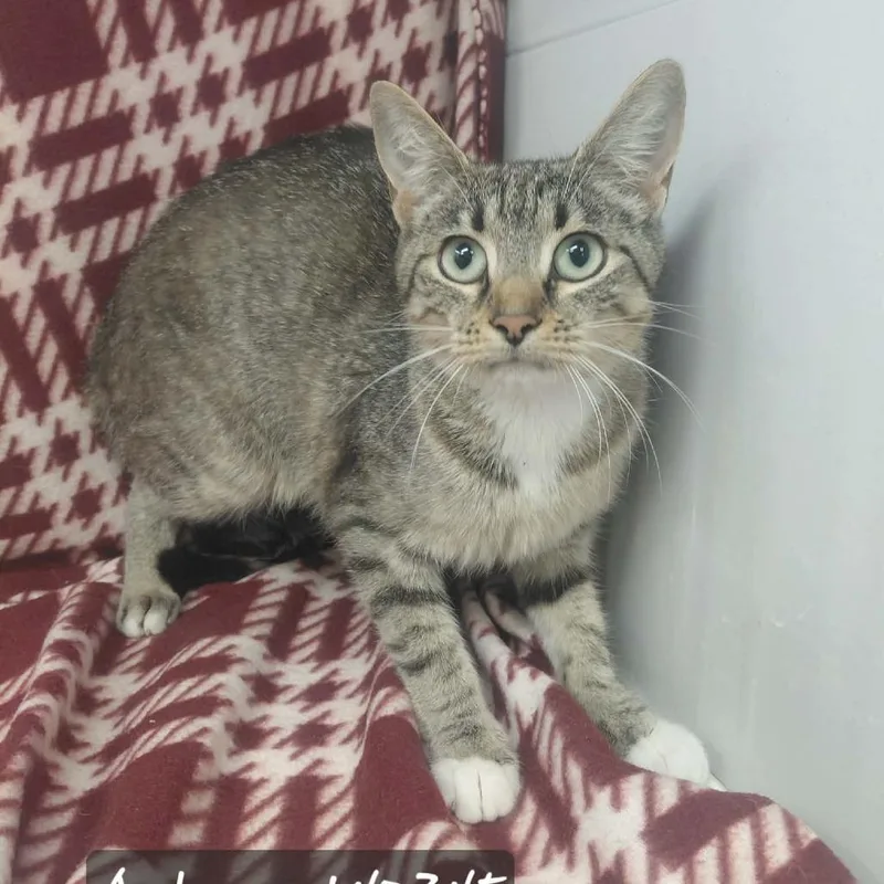A young small-sized female Domestic Short Hair cat named Autumn for adoption in New Tazewell, TN