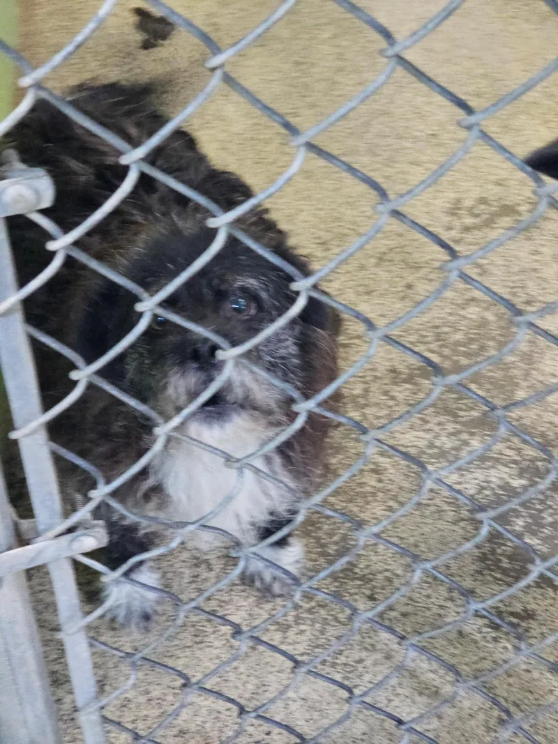 An adult small-sized male Black Shih Tzu dog named Hank for adoption in Newfoundland, NJ