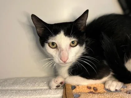 A baby small-sized male Domestic Short Hair cat named Banana for adoption in Newberg, OR