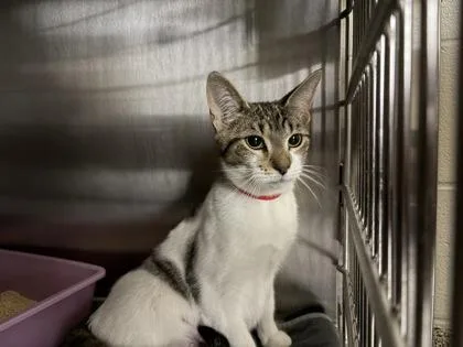 An adult medium-sized female Domestic Short Hair cat named Queenie for adoption in Westland, MI