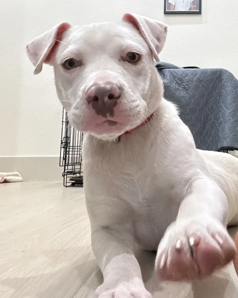 A baby small-sized female Pit Bull Terrier dog named Joanie for adoption