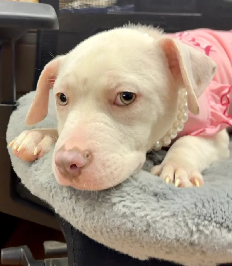 A baby small-sized female Pit Bull Terrier dog named Joanie for adoption