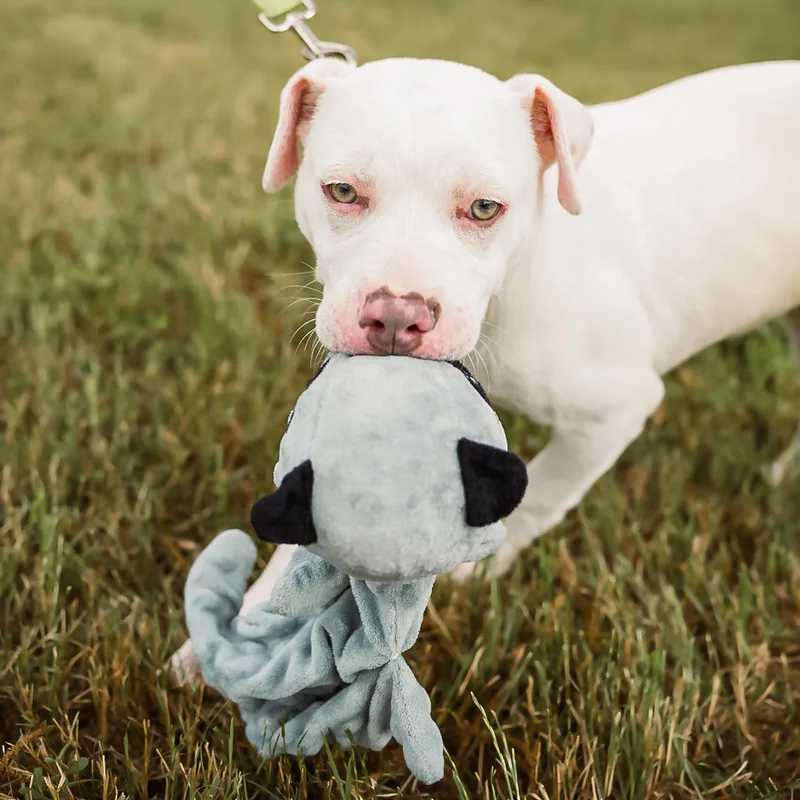 A baby small-sized female Pit Bull Terrier dog named Joanie for adoption