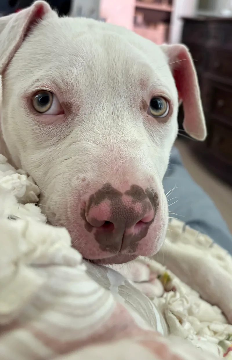 A baby small-sized female Pit Bull Terrier dog named Joanie for adoption in Burleson, TX